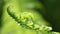 Fern leaf close up with slight wind movement
