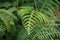 Fern leaf closeup, fern plant macro nature background -