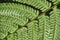 Fern leaf details, Costa Rica