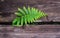 Fern leaf growing on Wooden floor