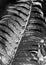 Fern leaf growths close-up black and white photo