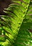 Fern leaf growths close-up isolated