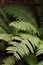 fern leaf. Live nature. Green saturated color
