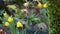 Fern leaf, moss and tree bark in forest, California USA. Springtime morning atmosphere, delicate tiny green creeper