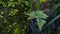 Fern leaf, moss and tree bark in forest, California USA. Springtime morning atmosphere, delicate tiny green creeper