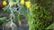 Fern leaf, moss and tree bark in forest, California USA. Springtime morning atmosphere, delicate tiny green creeper