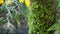 Fern leaf, moss and tree bark in forest, California USA. Springtime morning atmosphere, delicate tiny green creeper