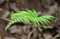 Fern Leaf Patterns Curled Leaves