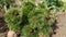 Fern leaf peony Paeonia tenuifolia buds
