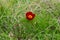 The fern leaf peony Paeonia tenuifolia on the coastline Black