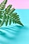 Fern leaf represented by the reverse side on a blue-pink double background with space for text and a shadow pattern