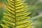 Fern leaf sporangia