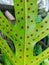 Fern leaf with spores in garden place close-up. Selective focus.