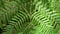 Fern leaf texture with natural patterns in rainforest