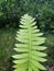 fern leaf texture in nature. Natural ferns blurred background. Fern Close up