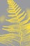 Fern leaf texture in two trendy colors of 2021 year illuminating ultimate gray. Leaves abstract nature background. Close-up