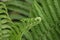 Fern Leaf Unfurling Background, Botanical