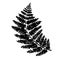 Fern leaf vector, ink plant outline, hand drawing, black silhouette