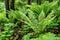 Fern leaf with water drops close-up