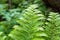 Fern leaf with water drops close-up