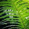 Fern leaf in the woods. Common bracken. Summertime