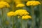 Fern-leaf Yarrow Achillea filipendulina Parkers Variety, flowers