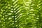 Fern leafs background