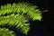 Fern leafs on black background.