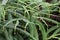 Fern leafs in Ecuador