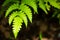 Fern leaves