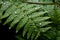 Fern leaves covered with morning freshness dew. Generate ai