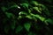 Fern leaves on a dark background in the forest. Madeira. Dark forest with ferns. Beautiful green background.