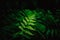 Fern leaves on a dark background in the forest. Madeira. Dark forest with ferns. Beautiful green background.