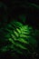 Fern leaves on a dark background in the forest. Madeira. Dark forest with ferns. Beautiful green background.