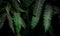 Fern leaves on dark background in jungle. Dense dark green fern leaves in garden at night. Nature abstract background. Fern at