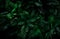 Fern leaves on dark background in jungle. Dense dark green fern leaves in garden at night. Nature abstract background. Fern at