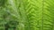 Fern leaves in the forest. Green fresh plant. Nature background in sunlight. Bright green carved leaf of a fern. Close