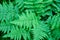 Fern leaves in the forest. Juicy saturated green color