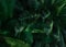Fern leaves in forest texture background. Dense dark green fern leaves in garden. Nature abstract background. Fern at tropical
