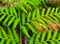 fern leaves forming a beautiful background