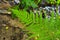 fern leaves forming a beautiful background