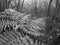 Fern Leaves In A Forrest In Black & White