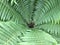 Fern leaves in a garden. Natural green funnel