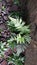 Fern leaves grow in rock crevices and sunlit soil