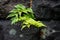 Fern leaves growing on big rock gap in lush japanese garden after raining