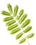 Fern leaves isolated