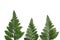 Fern leaves - Rumohra adiantiformis (Aspedium capense), Leatherleaf fern leaf.