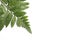 Fern leaves - Rumohra adiantiformis (Aspedium capense), Leatherleaf fern leaf on white background.
