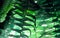 Fern leaves seed texture through the summer sunlight. Exotic forest.