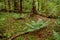 Fern leaves in a shady summer forest. Shady mysterious forest